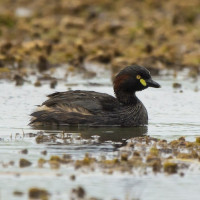 Australasian Grebe